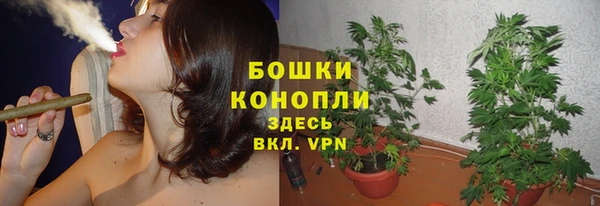 прущие грибы Железногорск-Илимский